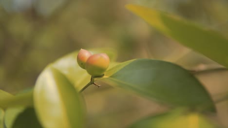 close up of a berry and leaves.