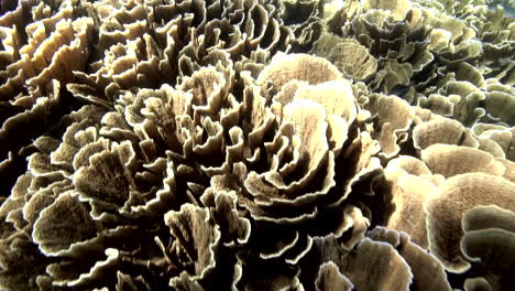 healthy pavona lettuce hard coral reef in the pacific ocean - slow motion