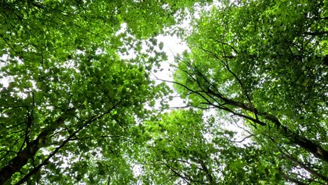 Lush green trees under a bright sky