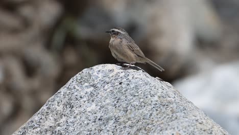 brown accentor perch on rock and taking off