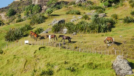 plano general de un grupo de caballos caminando en una pradera montañosa en la bahía de los espíritus, nueva zelanda - cielo azul y luz del sol