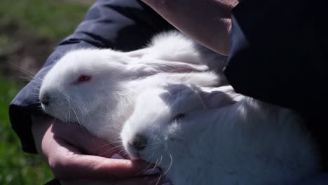 white rabbit in the arms of a girl, she gently strokes the fur of a bunny. beautiful white bunny