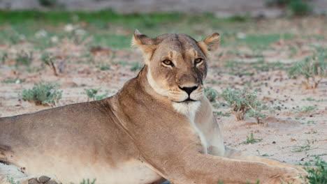 lioness sitting and resting in savanna - close up view