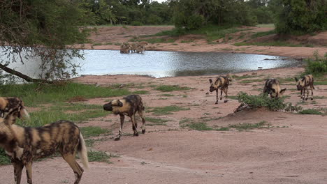 Una-Jauría-De-Perros-Salvajes-Pasando-Frente-A-Un-Abrevadero-Con-Hienas-Y-Un-Vehículo-De-Safari-En-El-Fondo