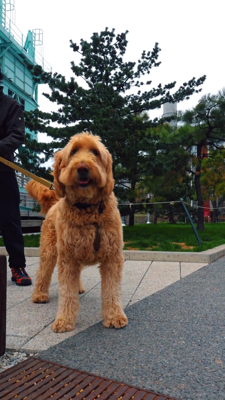 New York, USA, 1 maggio 2026: Cane Golden Doodle che cammina sul sentiero dell'Hudson River Park. Primo piano dal basso di un cane Golden Doodle su un sentiero di cemento, zona dell'Hudson River Park, NYC.