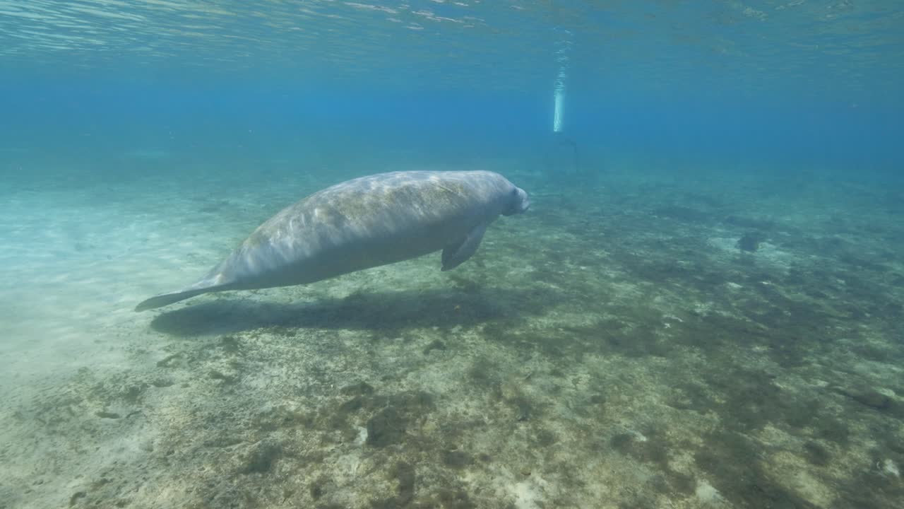 manatí nadando en el agua natural de manantial a lo largo del fondo de arena en los manantiales de florida