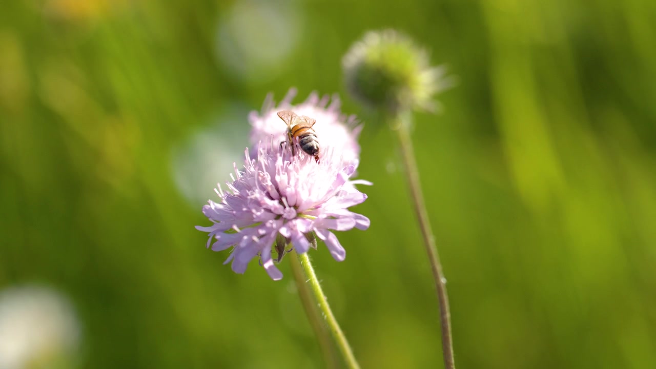 Close-up shot of a honey bee collecting nectar from a pink wildflower in sunlight.