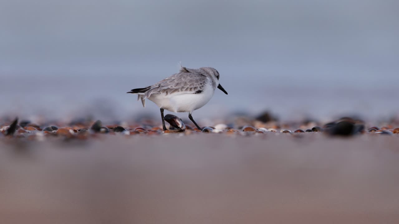 해변 에 있는 눈 인 플로버
