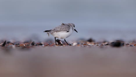 plover nevado en la playa