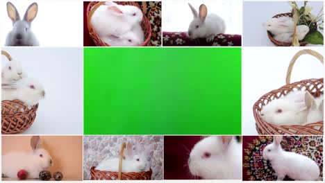 rabbits chroma key, white bunny sniffing and looks around, green grass with dandelions, spring time, close up view