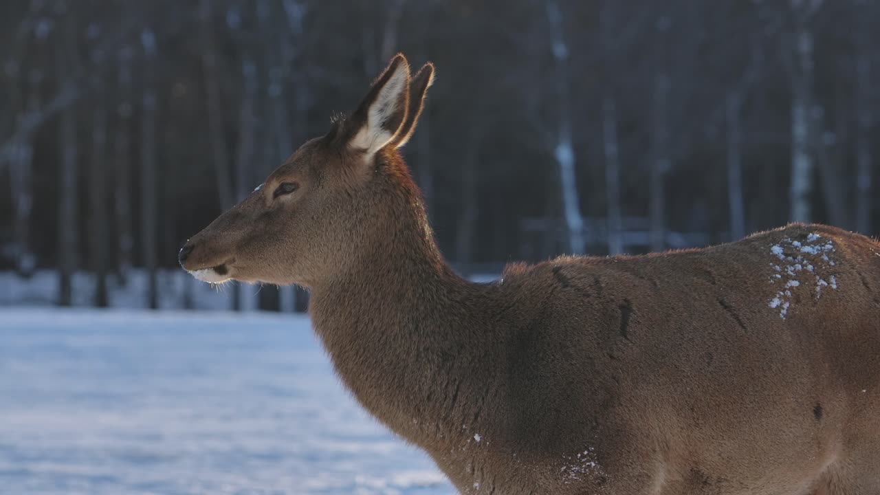 ciervos alces y rebaños sobreviviendo al frío invierno en cámara lenta cinematográfica
