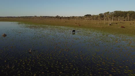 drone aéreo pov de vacas negras pastando en la orilla de la laguna negra o laguna negra en uruguay