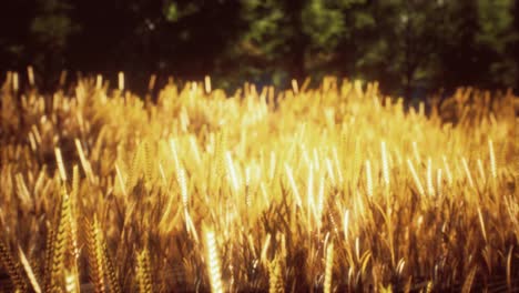 Scene-of-sunset-or-sunrise-on-the-field-with-young-rye-or-wheat-in-the-summer