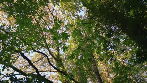 mirando hacia arriba a los árboles del bosque tropical en el follaje de otoño en españa