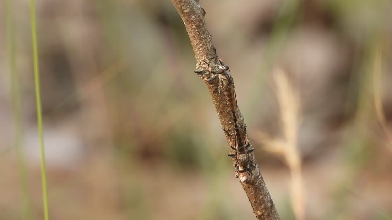 dos ojos de insectos - patas de alfombra.