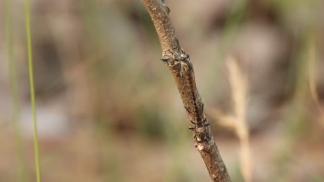 Zwei-Insekten-Augen---Mattierung-.Beine-