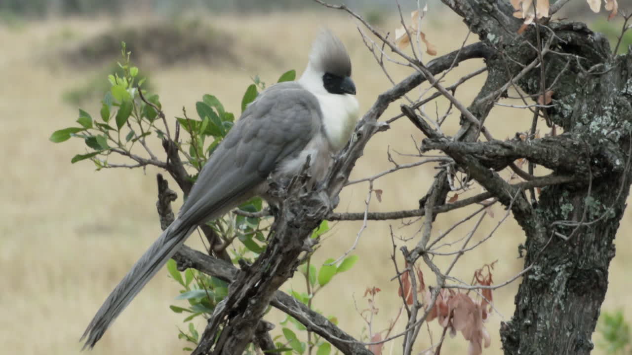 bare-faced go-away bird cleaning its plumage on a branch, medium shot