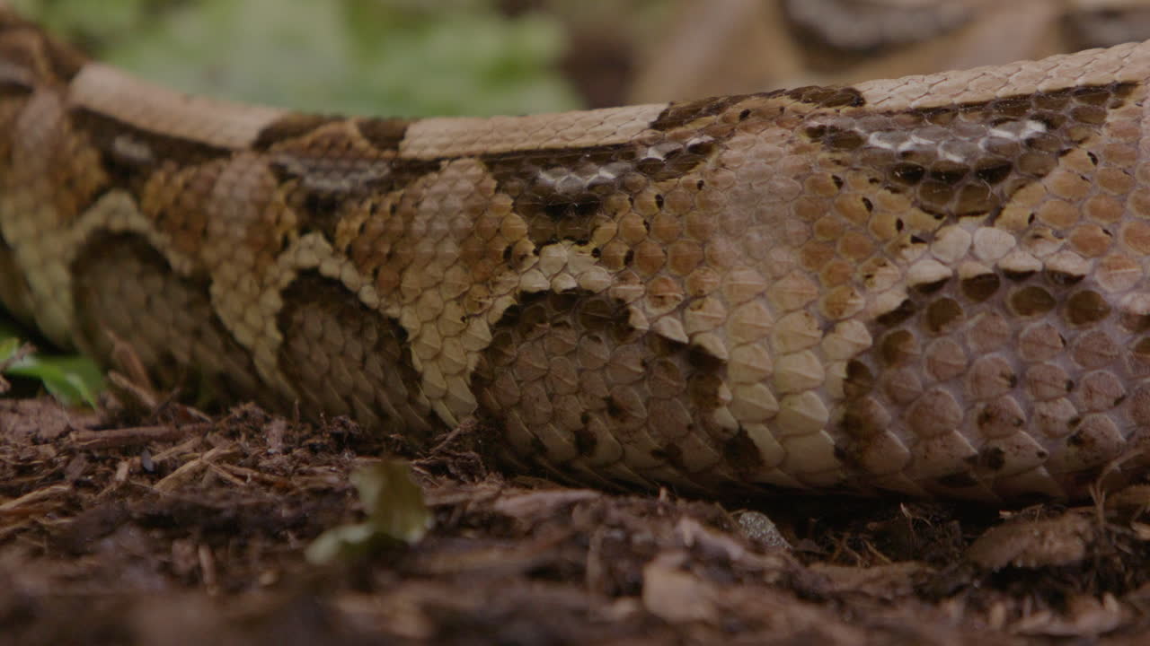 Close up gaboon viper scales slithering slow motion
