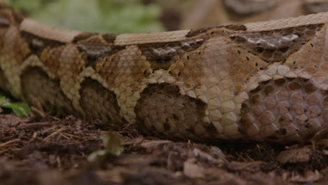 Nahaufnahme-Der-Schuppen-Einer-Gabunviper,-Die-Sich-In-Zeitlupe-Bewegt