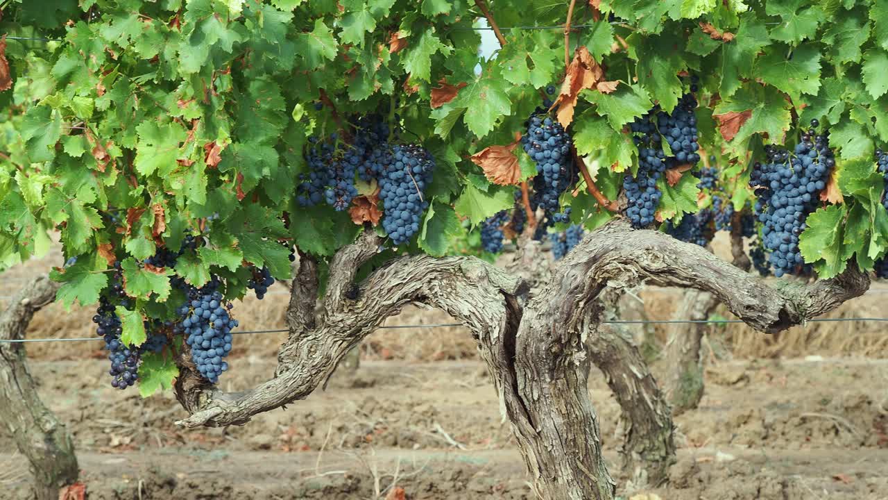 Growing black grapes in a vineyard north of Madrid, Spain