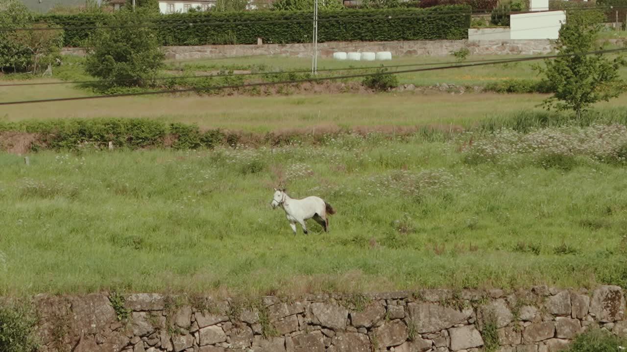 a calm white horse grazes in a sunny green pasture near quiet countryside homes