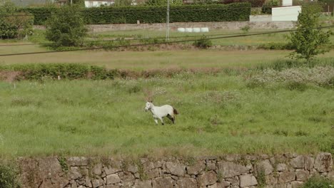 a calm white horse grazes in a sunny green pasture near quiet countryside homes