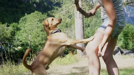 dog playing with its owner