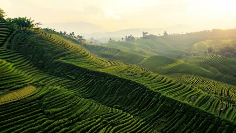 aerial view of lush green rice terraces