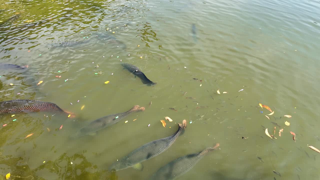 Exotic fish koi japanese garden water pond feeding Nong Nooch Botanical Garden Pattaya Thailand