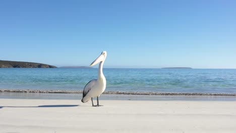 a lone pelican walks along a calm beach