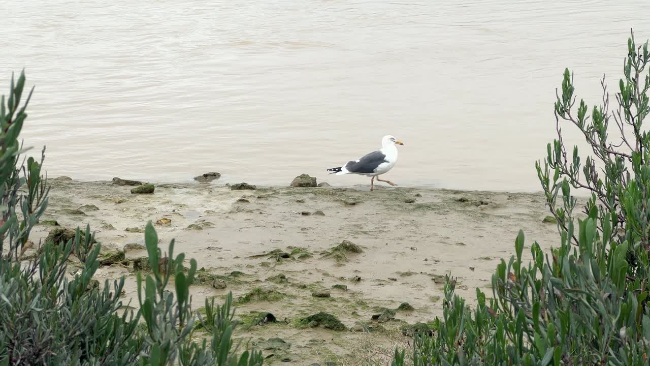 A graceful white bird walking slowly along the water's edge