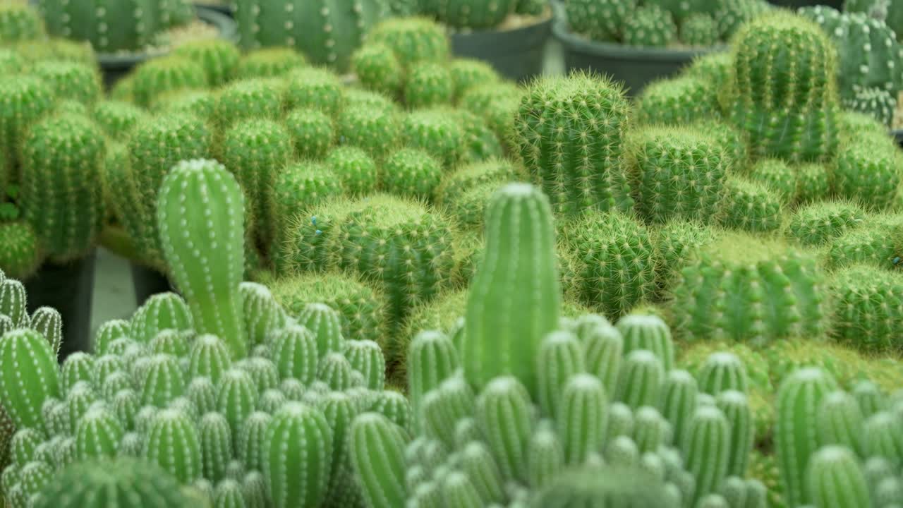 Explore a lush cactus collection showcasing diverse species in a vibrant greenhouse setting.