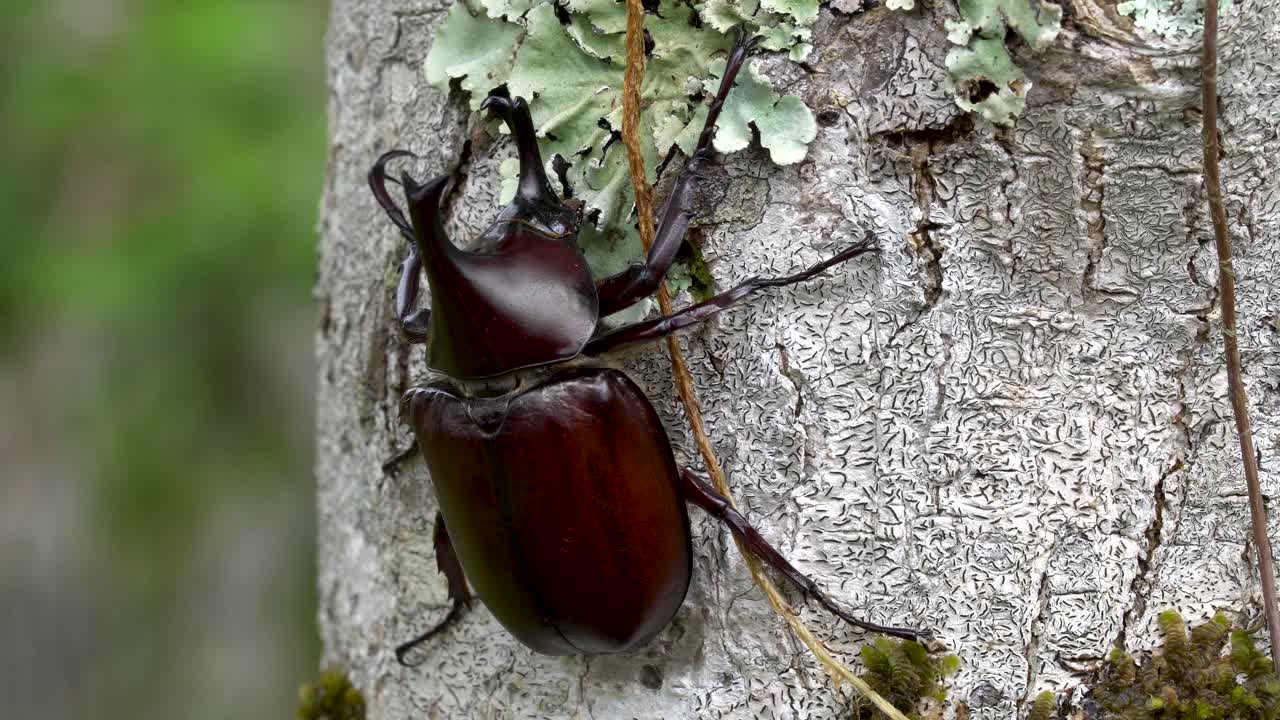 vista dorsal del escarabajo hércules macho arrastrándose sobre el tronco del árbol, dynastinae