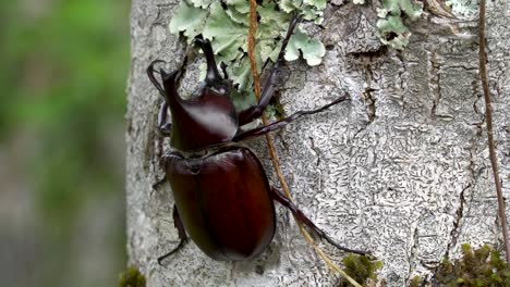 dorsal view of male hercules beetle crawling on tree trunk, dynastinae