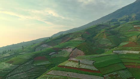 Aerial-view-of-Magnificent-tobacco-crop-farms-on-the-hillside