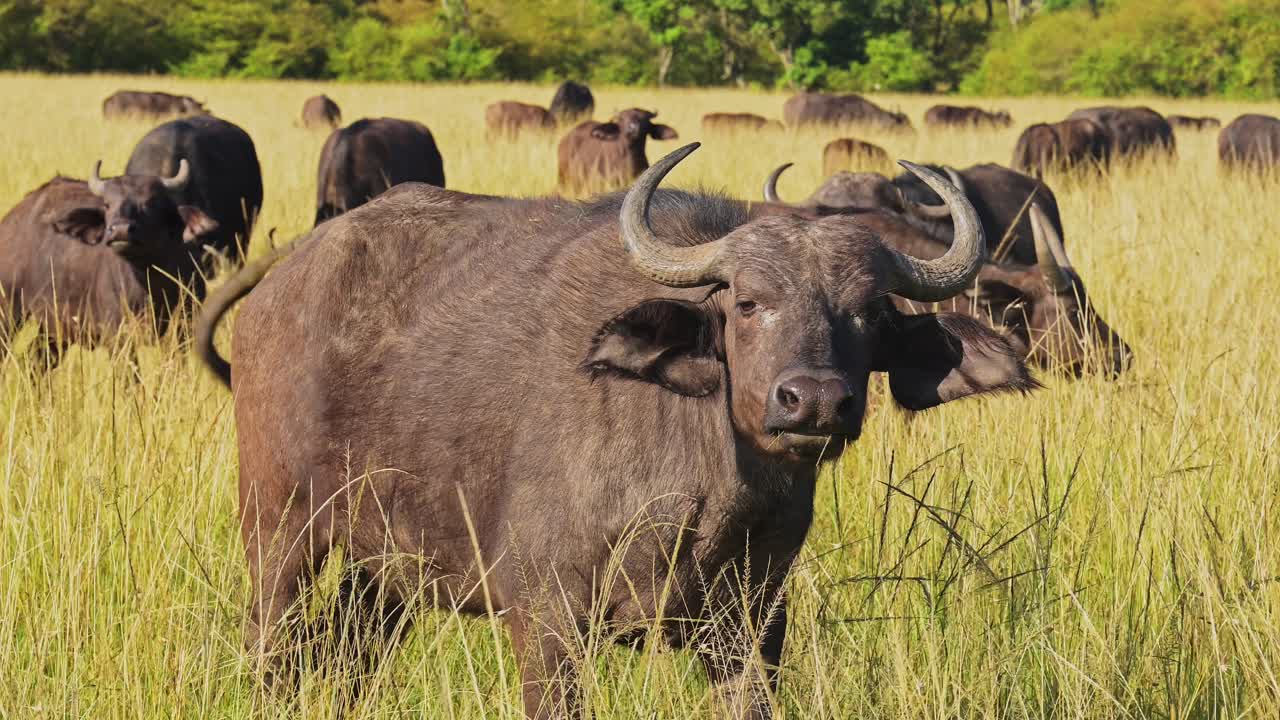 cámara lenta de la manada de búfalos africanos, animales de áfrica en un safari de vida silvestre en masai mara en kenia en la reserva nacional de masai mara, naturaleza filmada en las llanuras de sabana y el paisaje de hierba alta y larga