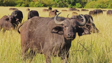 slow motion of african buffalo herd, africa animals on wildlife safari in masai mara in kenya at maasai mara national reserve, nature shot in savannah plains and long tall grass scenery