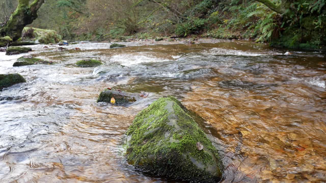 río de almejas que fluye alrededor de piedra musgosa en un colorido y idílico follaje exuberante del bosque otoñal
