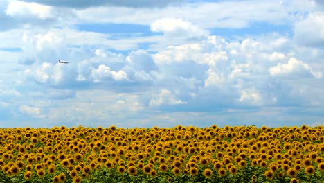 plane fly over sunflowers field . cultivation of sunflowers. summer