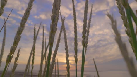 beach grass fruiting stalks swaying gently at sunset in slow motion, sony fx 30, at fleetwood, lancashire, england, uk