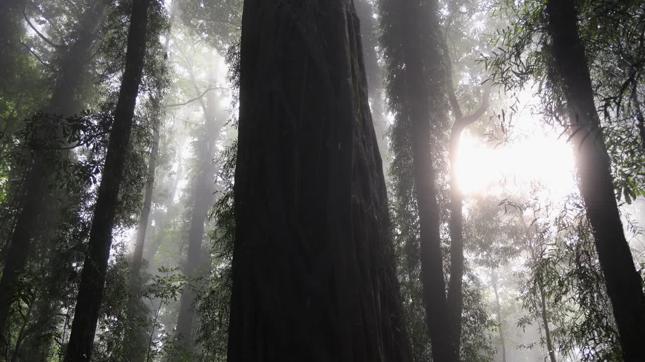 Luce solare che penetra attraverso la nebbia in una fitta foresta