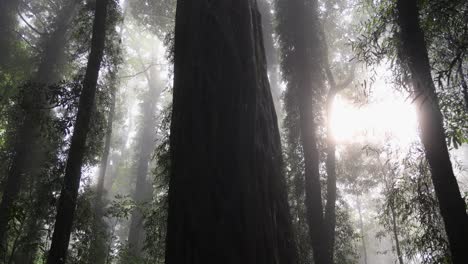 sunlight piercing through fog in a dense forest