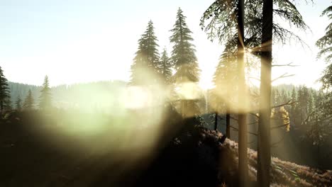 Sun-Beams-through-Trees