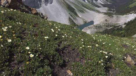 mountain lake revealed behind grass and flowers rockies kananaskis alberta canada