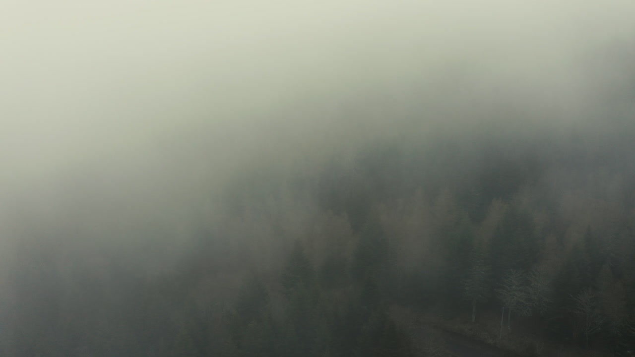 안개 속의 소나무 숲의 드론 샷
