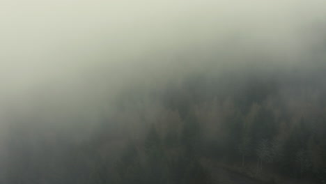 drone shot of a pine forest in the fog