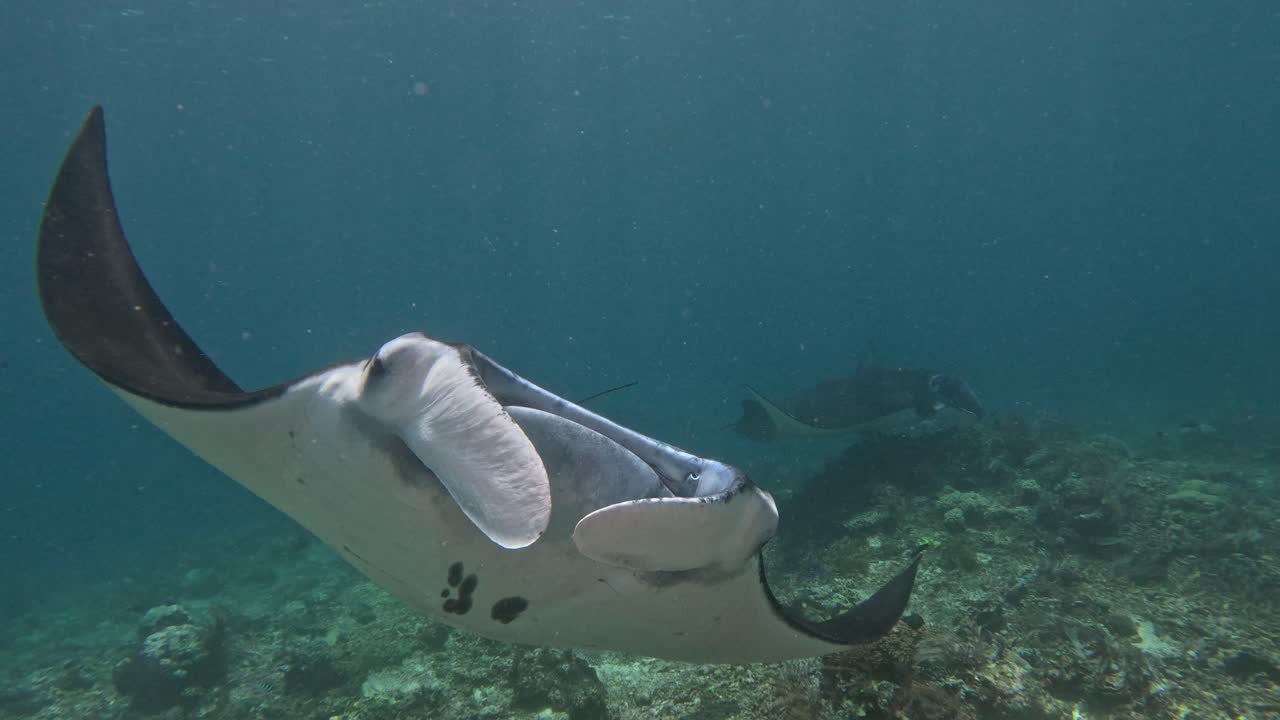 la manta ray se desliza sobre un arrecife de coral en cámara lenta en el parque nacional de komodo, indonesia