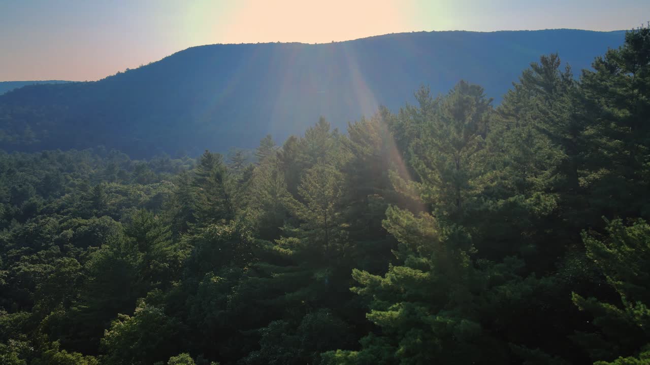 Aerial drone footage of a sweeping pine forest vista in the Appalachian Mountains. This is in New York's Hudson Valley during summer in the Catskill Mountain sub-range.