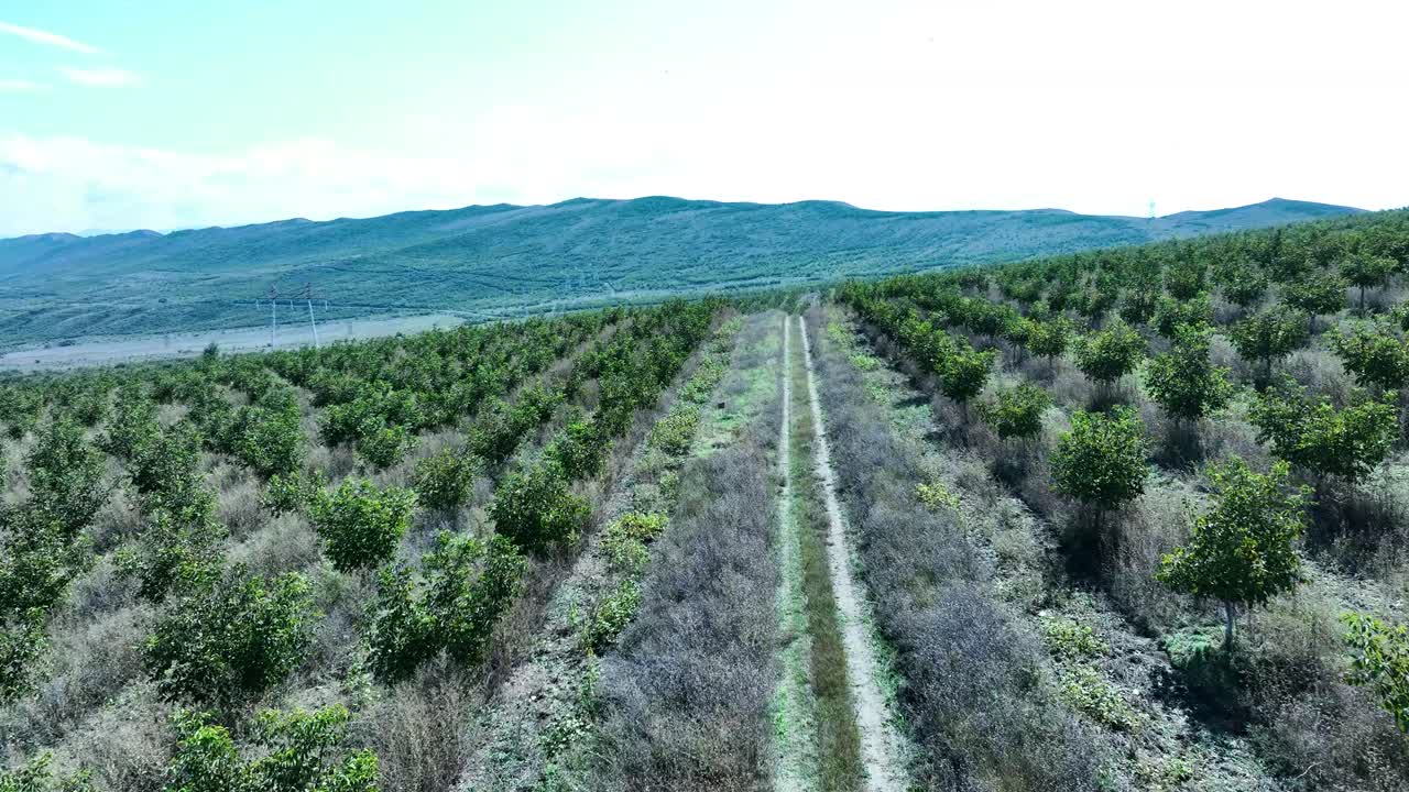 Aerial View of a Farm with Rows of Trees and Dirt Road