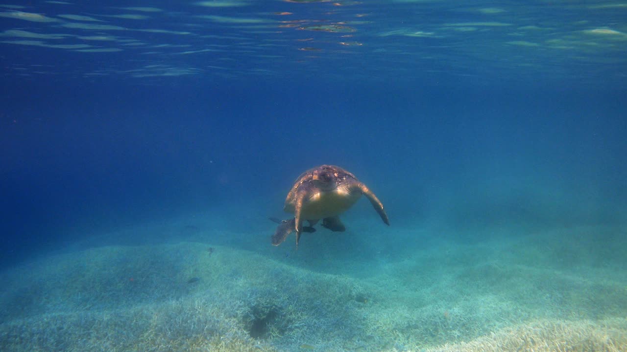 Sea Turtle Calmly Swimming Around On The Blue Ocean Near The Water Surface. - close up shot